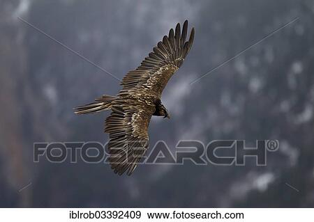 "Bearded Vulture (Gypaetus barbatus), immature bird in flight, Pyrenees, Aragon, Spain, Europe" View Large Photo Image Stock Photo - "Bearded Vulture (Gypaetus barbatus), immature bird in flight, Pyrenees, Aragon, Spain, Europe". Fotosearch
