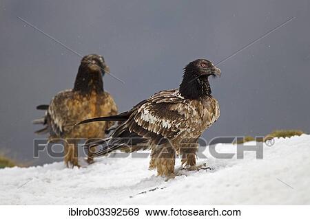 "Bearded Vulture (Gypaetus barbatus), immature birds, Pyrenees, Aragon, Spain, Europe" View Large Photo Image Stock Photo - "Bearded Vulture (Gypaetus barbatus), immature birds, Pyrenees, Aragon, Spain, Europe". Fotosearch