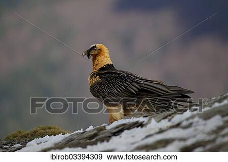 "Bearded Vulture (Gypaetus barbatus), adult, Pyrenees, Aragon, Spain, Europe" View Large Photo Image Stock Photo - "Bearded Vulture (Gypaetus barbatus), adult, Pyrenees, Aragon, Spain, Europe". Fotosearch