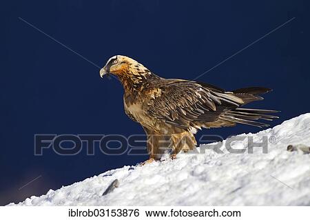 "Bearded Vulture (Gypaetus barbatus), subadult bird, Pyrenees, Aragon, Spain, Europe" View Large Photo Image Stock Photograph - "Bearded Vulture (Gypaetus barbatus), subadult bird, Pyrenees, Aragon, Spain, Europe". Fotosearch