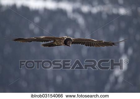 "Bearded Vulture (Gypaetus barbatus), immature bird in flight, Pyrenees, Aragon, Spain, Europe" View Large Photo Image Stock Photograph - "Bearded Vulture (Gypaetus barbatus), immature bird in flight, Pyrenees, Aragon, Spain, Europe". Fotosearch