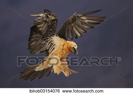 "Bearded Vulture (Gypaetus barbatus) adult bird in flight, Pyrenees, Aragon, Spain, Europe" View Large Photo Image Stock Photograph - "Bearded Vulture (Gypaetus barbatus) adult bird in flight, Pyrenees, Aragon, Spain, Europe". Fotosearch