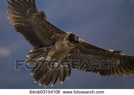 Stock Photograph - "Bearded Vulture (Gypaetus barbatus), immature bird in flight, Pyrenees, Aragon, Spain, Europe". Fotosearch