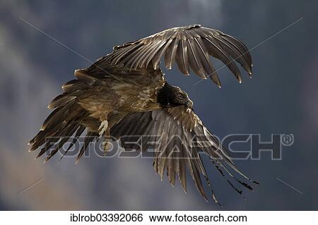 "Bearded Vulture (Gypaetus barbatus), immature bird in flight, Pyrenees, Aragon, Spain, Europe" View Large Photo Image Stock Photograph - "Bearded Vulture (Gypaetus barbatus), immature bird in flight, Pyrenees, Aragon, Spain, Europe". Fotosearch