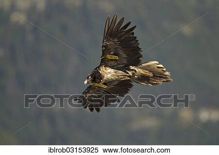 "Bearded Vulture (Gypaetus barbatus), immature bird in flight with wings brands, Pyrenees, Aragon, Spain, Europe" View Large Photo Image Stock Photography - "Bearded Vulture (Gypaetus barbatus), immature bird in flight with wings brands, Pyrenees, Aragon, Spain, Europe". Fotosearch