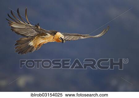 "Bearded Vulture (Gypaetus barbatus) adult bird in flight, Pyrenees, Aragon, Spain, Europe" View Large Photo Image Stock Photography - "Bearded Vulture (Gypaetus barbatus) adult bird in flight, Pyrenees, Aragon, Spain, Europe". Fotosearch