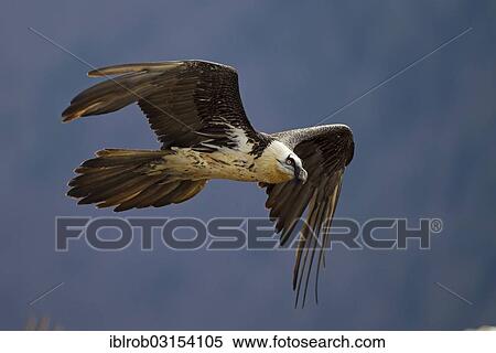"Bearded Vulture (Gypaetus barbatus), subadult bird in flight, Pyrenees, Aragon, Spain, Europe" View Large Photo Image Stock Photography - "Bearded Vulture (Gypaetus barbatus), subadult bird in flight, Pyrenees, Aragon, Spain, Europe". Fotosearch