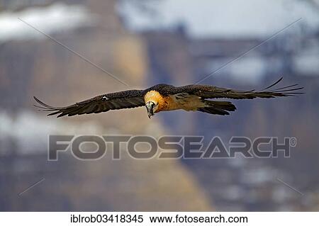 "Bearded Vulture (Gypaetus barbatus), adult in flight, Pyrenees, Aragon, Spain, Europe" View Large Photo Image Stock Photography - "Bearded Vulture (Gypaetus barbatus), adult in flight, Pyrenees, Aragon, Spain, Europe". Fotosearch