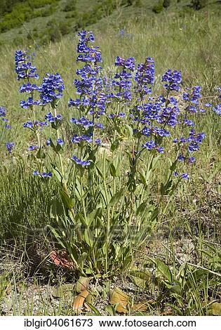 Stock Image - "Beardtongue (Penstemon sp. ), Wyoming, United States, North America". Fotosearch