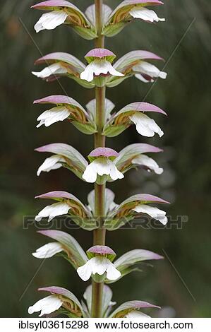 "Bear's Breeches or Oyster Plant (Acanthus mollis), white-purple flower, in a greenhouse, botanical gardens of The Eden Project, St Austell, Cornwall, England, United Kingdom, Europe" View Large Photo Image Stock Photo - "Bear's Breeches or Oyster Plant (Acanthus mollis), white-purple flower, in a greenhouse, botanical gardens of The Eden Project, St Austell, Cornwall, England, United Kingdom, Europe". Fotosearch
