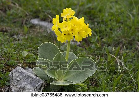 Stock Photograph - "Bear's Ear, Auricula or Mountain Cowslip (Primula auricula), Kalkalpen National Park or Limestone Alps National Park, Upper Austria, Austria, Europe". Fotosearch
