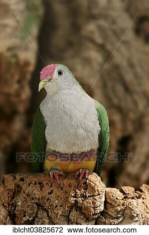 Stock Image - "Beautiful Fruit Dove (Ptilinopus pulchellus), native to Southeast Asia, captive, Germany, Europe". Fotosearch