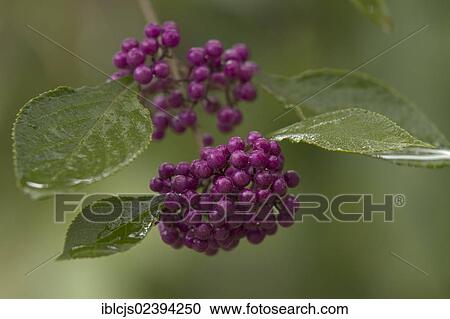 "Beautyberry (Callicarpa giraldii var giraldii), branch with fruit, Bergisches Land, North Rhine-Westphalia, Germany, Europe" View Large Photo Image Stock Image - "Beautyberry (Callicarpa giraldii var giraldii), branch with fruit, Bergisches Land, North Rhine-Westphalia, Germany, Europe". Fotosearch