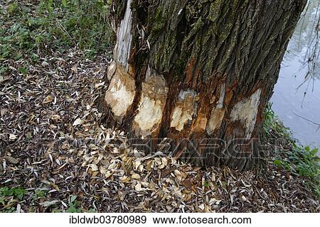 "Beaver bite marks on a large willow tree by the Iller River, near Krugzell, Upper Allgau, Swabia, Bavaria, Germany, Europe" View Large Photo Image Stock Photo - "Beaver bite marks on a large willow tree by the Iller River, near Krugzell, Upper Allgau, Swabia, Bavaria, Germany, Europe". Fotosearch