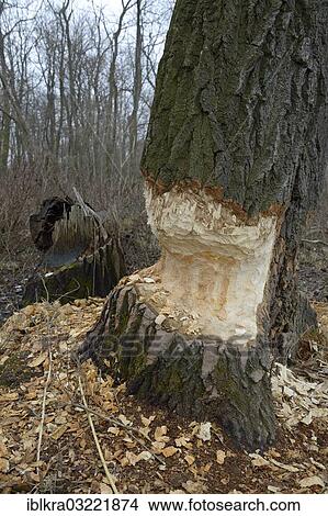 "Beaver damage, Danube-Auen, Gross-Enzersdorf, Lower Austria, Austria, Europe" View Large Photo Image Picture - "Beaver damage, Danube-Auen, Gross-Enzersdorf, Lower Austria, Austria, Europe". Fotosearch