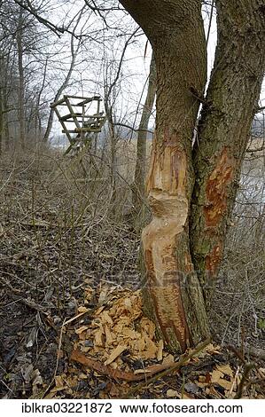 "Beaver damage, Danube-Auen, Gross-Enzersdorf, Lower Austria, Austria, Europe" View Large Photo Image Stock Image - "Beaver damage, Danube-Auen, Gross-Enzersdorf, Lower Austria, Austria, Europe". Fotosearch