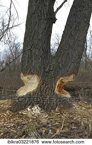 "Beaver damage, Danube-Auen, Gross-Enzersdorf, Lower Austria, Austria, Europe" View Large Photo Image Stock Photograph - "Beaver damage, Danube-Auen, Gross-Enzersdorf, Lower Austria, Austria, Europe". Fotosearch