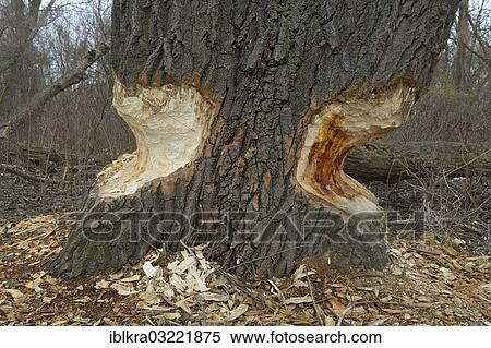 "Beaver damage, Danube-Auen, Gross-Enzersdorf, Lower Austria, Austria, Europe" View Large Photo Image Stock Photography - "Beaver damage, Danube-Auen, Gross-Enzersdorf, Lower Austria, Austria, Europe". Fotosearch