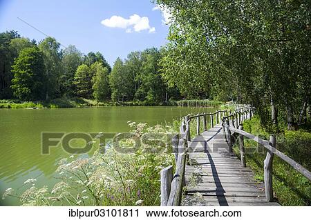 "Beaver Trail, wooden bridge on See der Freundschaft or Lake of Friendship, Konigsbrucker Heide nature reserve, Saxony, Germany, Europe" View Large Photo Image Stock Image - "Beaver Trail, wooden bridge on See der Freundschaft or Lake of Friendship, Konigsbrucker Heide nature reserve, Saxony, Germany, Europe". Fotosearch