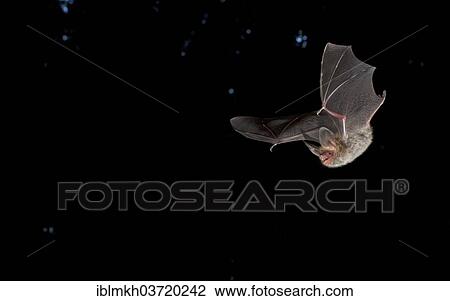 "Bechstein's Bat (Myotis bechsteinii), Hesse, Germany, Europe" View Large Photo Image Stock Image - "Bechstein's Bat (Myotis bechsteinii), Hesse, Germany, Europe". Fotosearch