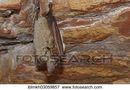 "Bechstein's Bat (Myotis bechsteinii) in hibernation, Nordhessen, Bad Hersfeld, Hesse, Germany, Europe" View Large Photo Image Stock Photo - "Bechstein's Bat (Myotis bechsteinii) in hibernation, Nordhessen, Bad Hersfeld, Hesse, Germany, Europe". Fotosearch