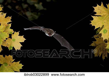 "Bechstein's Bat (Myotis bechsteinii) in flight, Thuringia, Germany, Europe" View Large Photo Image Stock Photo - "Bechstein's Bat (Myotis bechsteinii) in flight, Thuringia, Germany, Europe". Fotosearch