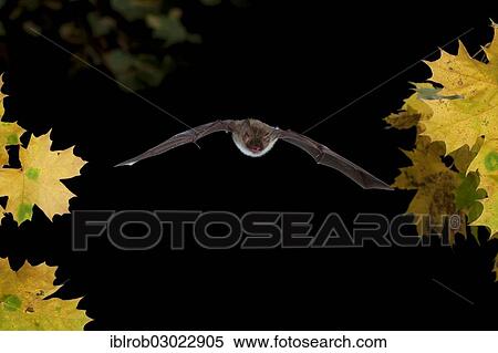 "Bechstein's Bat (Myotis bechsteinii) in flight, Thuringia, Germany, Europe" View Large Photo Image Stock Photography - "Bechstein's Bat (Myotis bechsteinii) in flight, Thuringia, Germany, Europe". Fotosearch