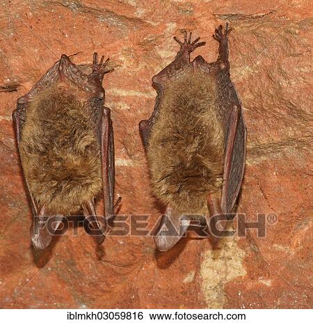 "Bechstein's Bats (Myotis bechsteinii) in hibernation, Bad Hersfeld, Hesse, Germany, Europe" View Large Photo Image Stock Photograph - "Bechstein's Bats (Myotis bechsteinii) in hibernation, Bad Hersfeld, Hesse, Germany, Europe". Fotosearch