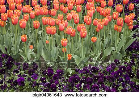 Bed of red Tulips (Tulipa) and purple Pansies (viola) View Large Photo Image Stock Image - Bed of red Tulips (Tulipa) and purple Pansies (viola). Fotosearch