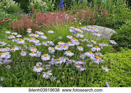 Stock Photo - "Bed with asters (Aster tongolensis 'Berggarten') and Coral Bells (Heuchera), Berggarten, Herrenhausen, Hanover, Lower Saxony, Germany, Europe". Fotosearch