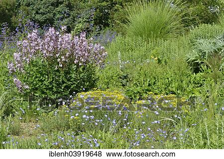 "Bed with Burning Bush (Dictamnus albus), Berggarten, Herrenhausen, Hanover, Lower Saxony, Germany, Europe" View Large Photo Image Stock Photo - "Bed with Burning Bush (Dictamnus albus), Berggarten, Herrenhausen, Hanover, Lower Saxony, Germany, Europe". Fotosearch