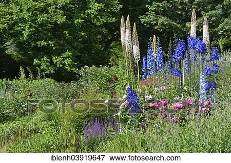 "Bed with Foxtail lily (Eremurus robustus) and Larkspur (Delphinium), Berggarten, Herrenhausen, Hanover, Lower Saxony, Germany, Europe" View Large Photo Image Stock Photo - "Bed with Foxtail lily (Eremurus robustus) and Larkspur (Delphinium), Berggarten, Herrenhausen, Hanover, Lower Saxony, Germany, Europe". Fotosearch