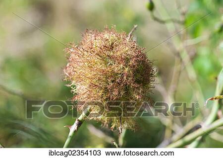 Stock Image - "Bedeguar gall or sleeping apple (Diplolepis rosae), Dreieich-Goetzenhain, Hesse, Germany, Europe". Fotosearch