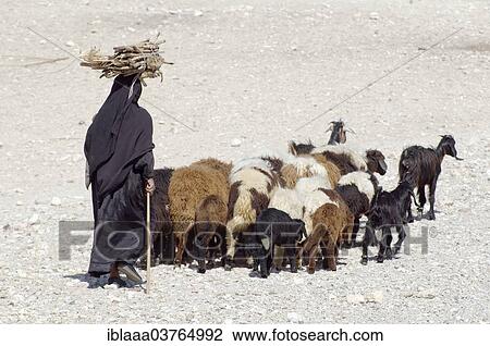 "Bedouin woman with her goats, Luxor, Egypt, Africa" View Large Photo Image Stock Image - "Bedouin woman with her goats, Luxor, Egypt, Africa". Fotosearch