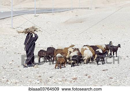 "Bedouin woman with herd of goats, Luxor, Luxor Governorate, Egypt, Africa" View Large Photo Image Stock Photo - "Bedouin woman with herd of goats, Luxor, Luxor Governorate, Egypt, Africa". Fotosearch