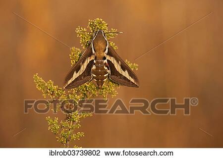 "Bedstraw Hawk-Moth (Hyles gallii), Thuringia, Thuringian Forest, Germany, Europe" View Large Photo Image Stock Image - "Bedstraw Hawk-Moth (Hyles gallii), Thuringia, Thuringian Forest, Germany, Europe". Fotosearch