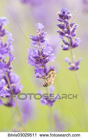 "Bee (Apis sp. ) pollinating Lavender flowers (Lavandula sp. ), Vadstena, Ostergotland County, Sweden, Europe" View Large Photo Image Stock Image - "Bee (Apis sp. ) pollinating Lavender flowers (Lavandula sp. ), Vadstena, Ostergotland County, Sweden, Europe". Fotosearch