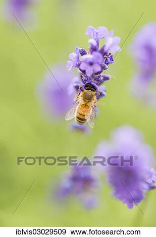 "Bee (Apis sp. ) pollinating Lavender flowers (Lavandula sp. ), Vadstena, Ostergotland County, Sweden, Europe" View Large Photo Image Stock Photo - "Bee (Apis sp. ) pollinating Lavender flowers (Lavandula sp. ), Vadstena, Ostergotland County, Sweden, Europe". Fotosearch
