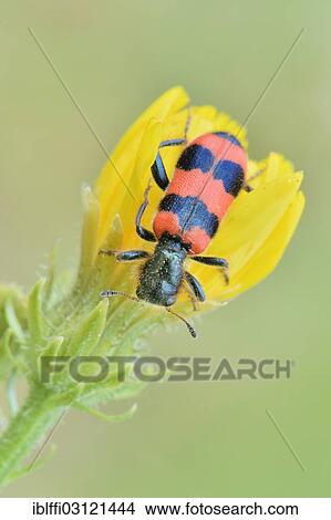 "Bee Beetle (Trichodes apiarius), perched on a yellow flower, Valle Verzasca, Kanton Tessin, Switzerland, Europe" View Large Photo Image Picture - "Bee Beetle (Trichodes apiarius), perched on a yellow flower, Valle Verzasca, Kanton Tessin, Switzerland, Europe". Fotosearch