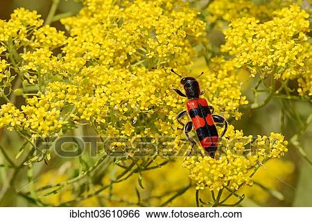 Stock Photograph - "Bee Beetle (Trichodes apiarius), Central Macedonia, Greece, Europe". Fotosearch