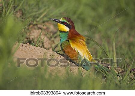"Bee-eater (Merops apiaster) at a nesting hole, North Bulgaria, Bulgaria, Europe" View Large Photo Image Picture - "Bee-eater (Merops apiaster) at a nesting hole, North Bulgaria, Bulgaria, Europe". Fotosearch
