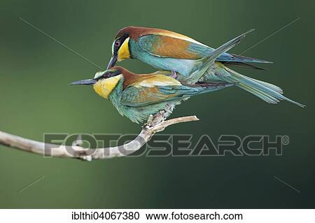 "Bee-eater (Merops apiaster), pair, mating, Saxony-Anhalt, Germany, Europe" View Large Photo Image Stock Image - "Bee-eater (Merops apiaster), pair, mating, Saxony-Anhalt, Germany, Europe". Fotosearch