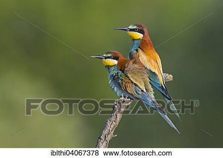 "Bee-eater (Merops apiaster), pair, mating, Saxony-Anhalt, Germany, Europe" View Large Photo Image Stock Photo - "Bee-eater (Merops apiaster), pair, mating, Saxony-Anhalt, Germany, Europe". Fotosearch