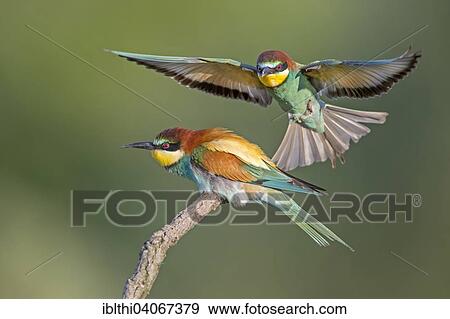 "Bee-eater (Merops apiaster), pair, mating, approach, Saxony-Anhalt, Germany, Europe" View Large Photo Image Stock Photo - "Bee-eater (Merops apiaster), pair, mating, approach, Saxony-Anhalt, Germany, Europe". Fotosearch