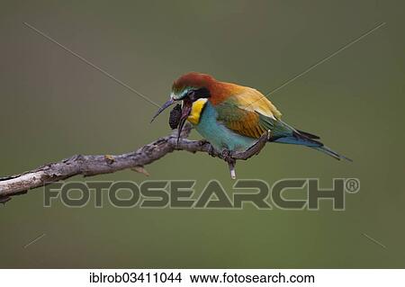 "Bee-eater (Merops apiaster) regurgitating a pellet, North Bulgaria, Bulgaria, Europe" View Large Photo Image Picture - "Bee-eater (Merops apiaster) regurgitating a pellet, North Bulgaria, Bulgaria, Europe". Fotosearch