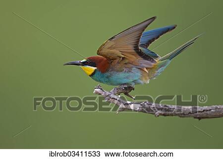 "Bee-eater (Merops apiaster) preparing to take off, North Bulgaria, Bulgaria, Europe" View Large Photo Image Stock Image - "Bee-eater (Merops apiaster) preparing to take off, North Bulgaria, Bulgaria, Europe". Fotosearch