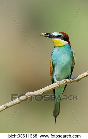 Stock Photo - "Bee-eater (Merops apiaster) with bee in its beak, Central Macedonia, Greece, Europe". Fotosearch