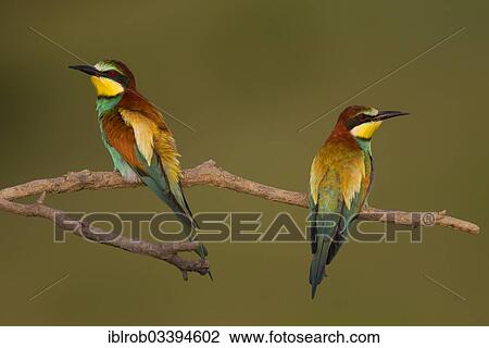 "Bee-eaters (Merops apiaster), North Bulgaria, Bulgaria, Europe" View Large Photo Image Stock Image - "Bee-eaters (Merops apiaster), North Bulgaria, Bulgaria, Europe". Fotosearch