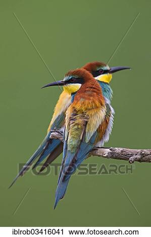 Stock Image - "Bee-eaters (Merops apiaster), North Bulgaria, Bulgaria, Europe". Fotosearch