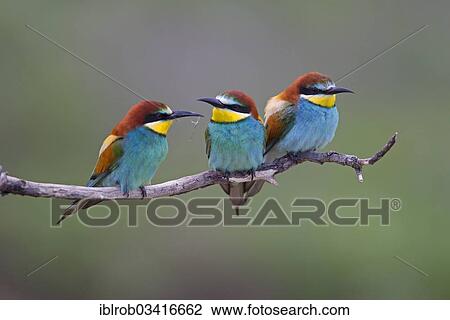 "Bee-eaters (Merops apiaster), North Bulgaria, Bulgaria, Europe" View Large Photo Image Stock Image - "Bee-eaters (Merops apiaster), North Bulgaria, Bulgaria, Europe". Fotosearch